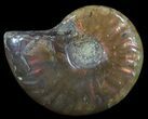 Flashy Red Iridescent Ammonite - Wide #52361-1
